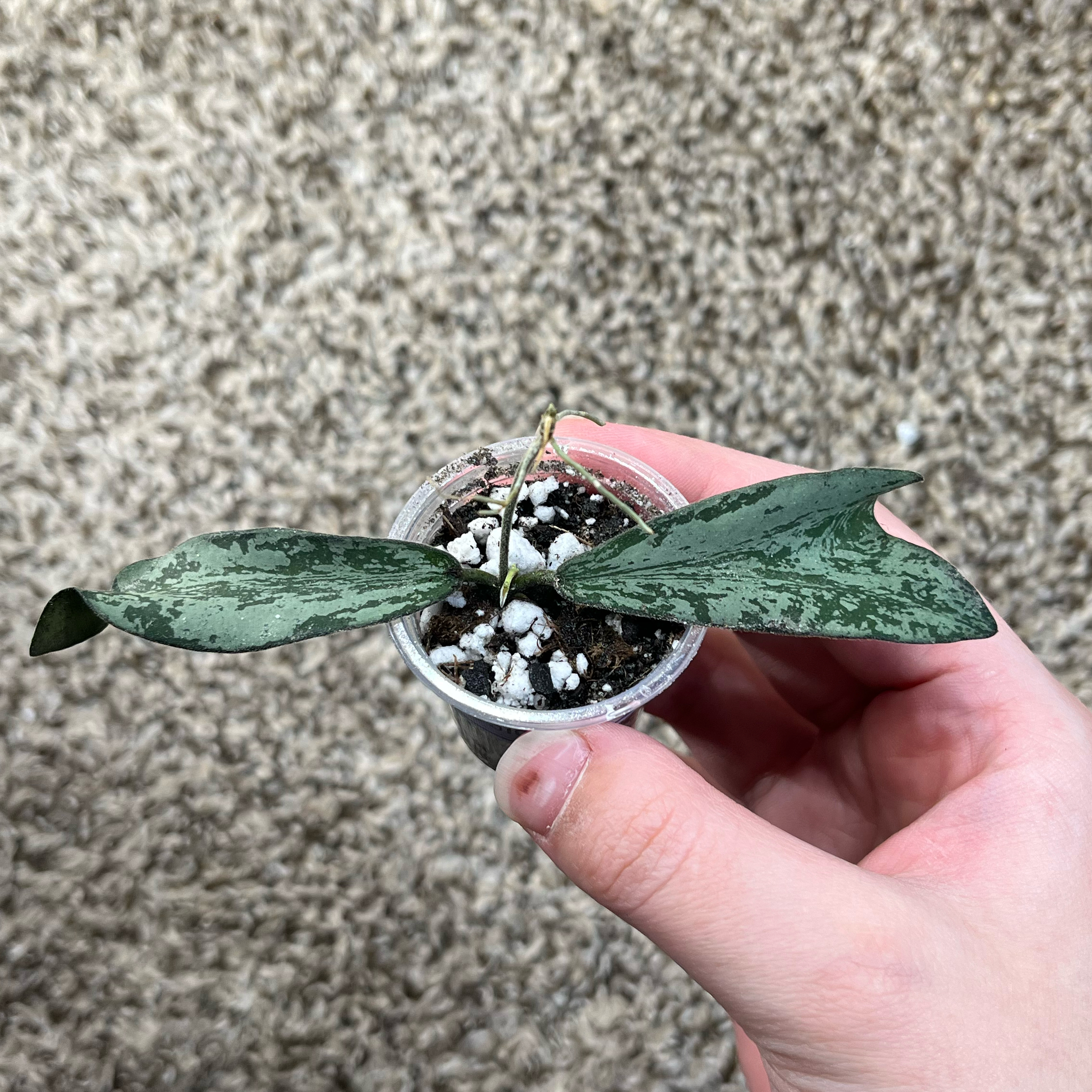Photo of the plant species hoya sigillatis by @PrincessCami named Stiggy on Greg, the plant care app