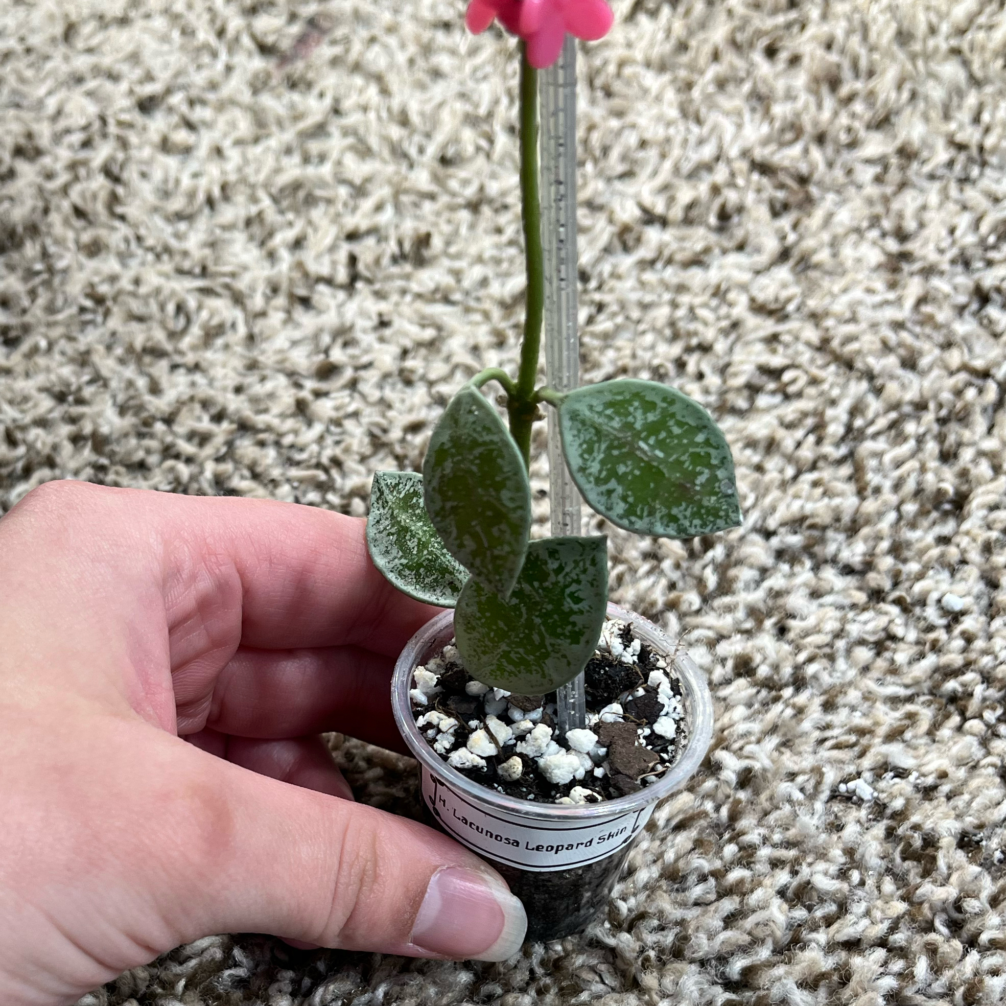 Photo of the plant species Hoya lacunosa 'Leopard' by @PrincessCami named Tupot amaroot on Greg, the plant care app