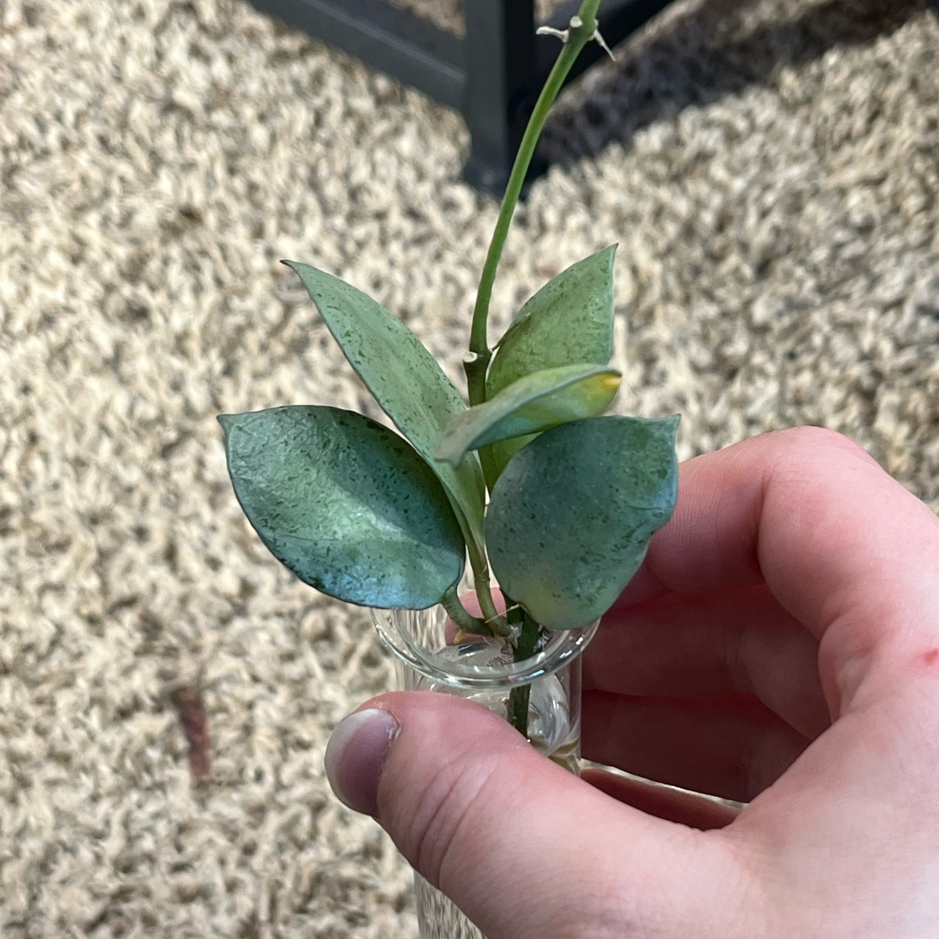 Photo of the plant species Hoya lacunosa 'Silver Mint Coin’ by @PrincessCami named Bieber on Greg, the plant care app