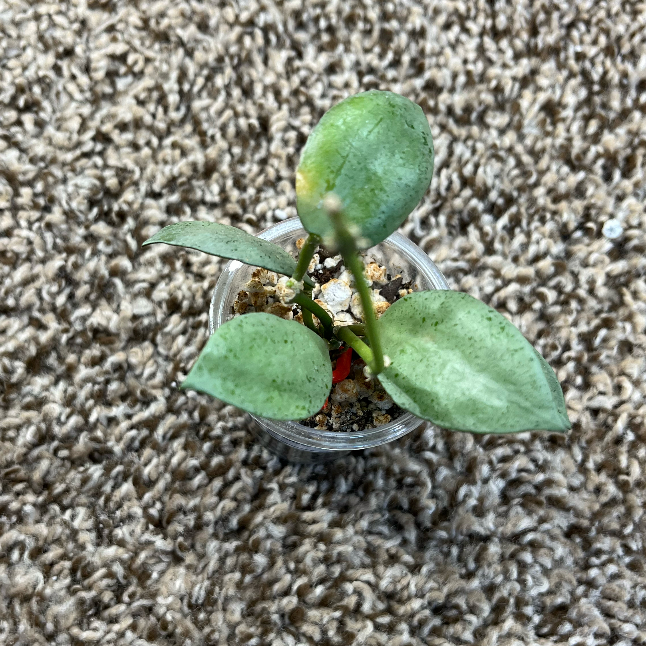 Photo of the plant species Hoya lacunosa 'Silver Mint Coin’ by @PrincessCami named Bieber on Greg, the plant care app