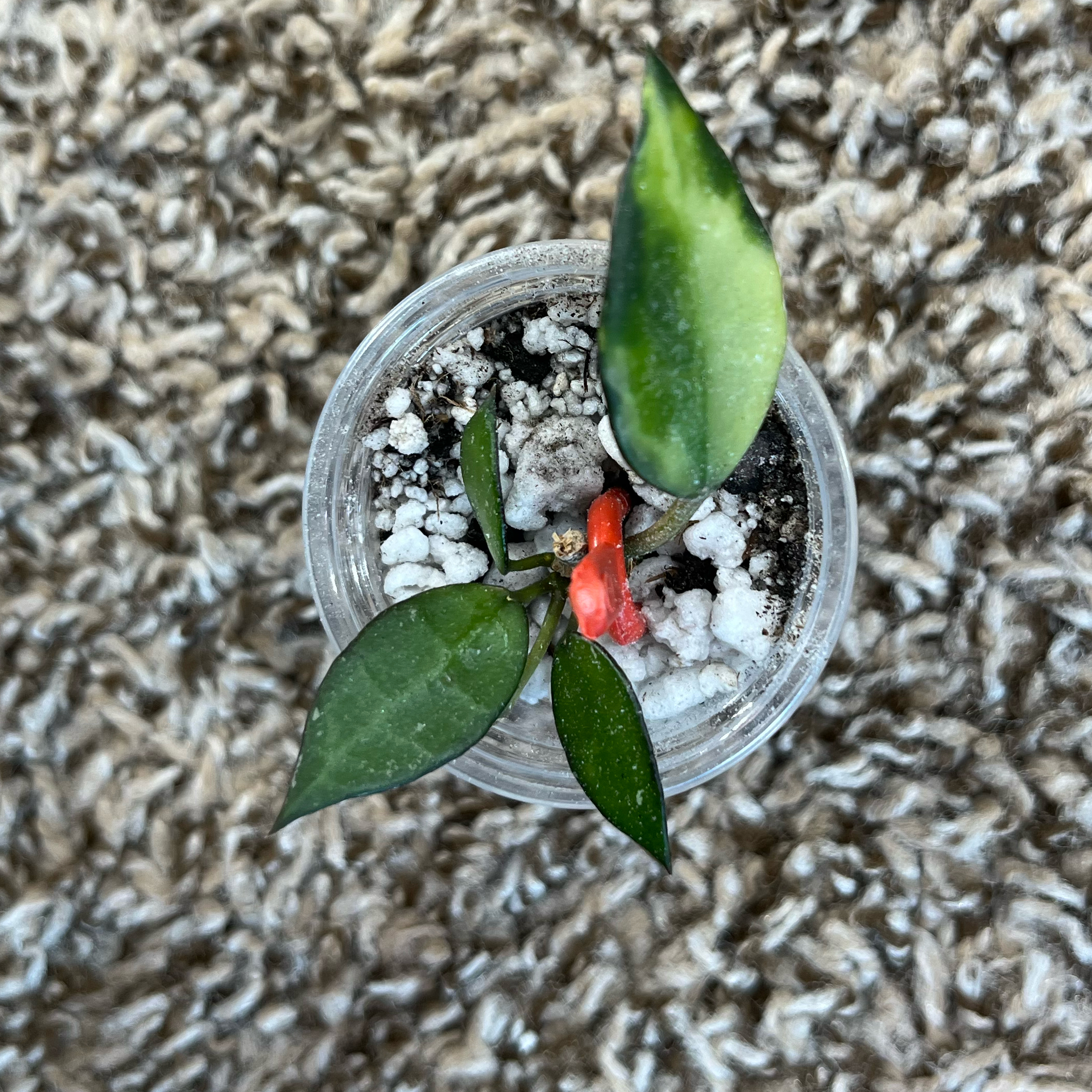 Photo of the plant species Hoya lacunosa 'Illumini' by @PrincessCami named Clooney on Greg, the plant care app