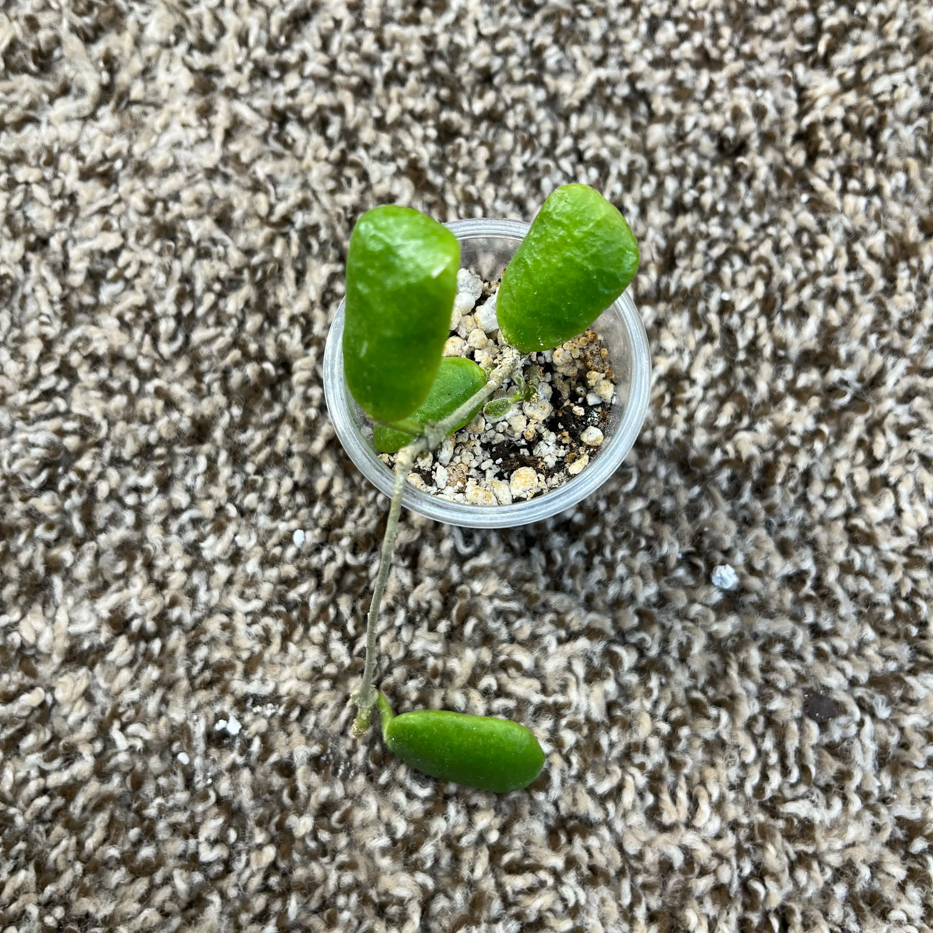 Photo of the plant species Hoya rotundiflora by @PrincessCami named Sol on Greg, the plant care app