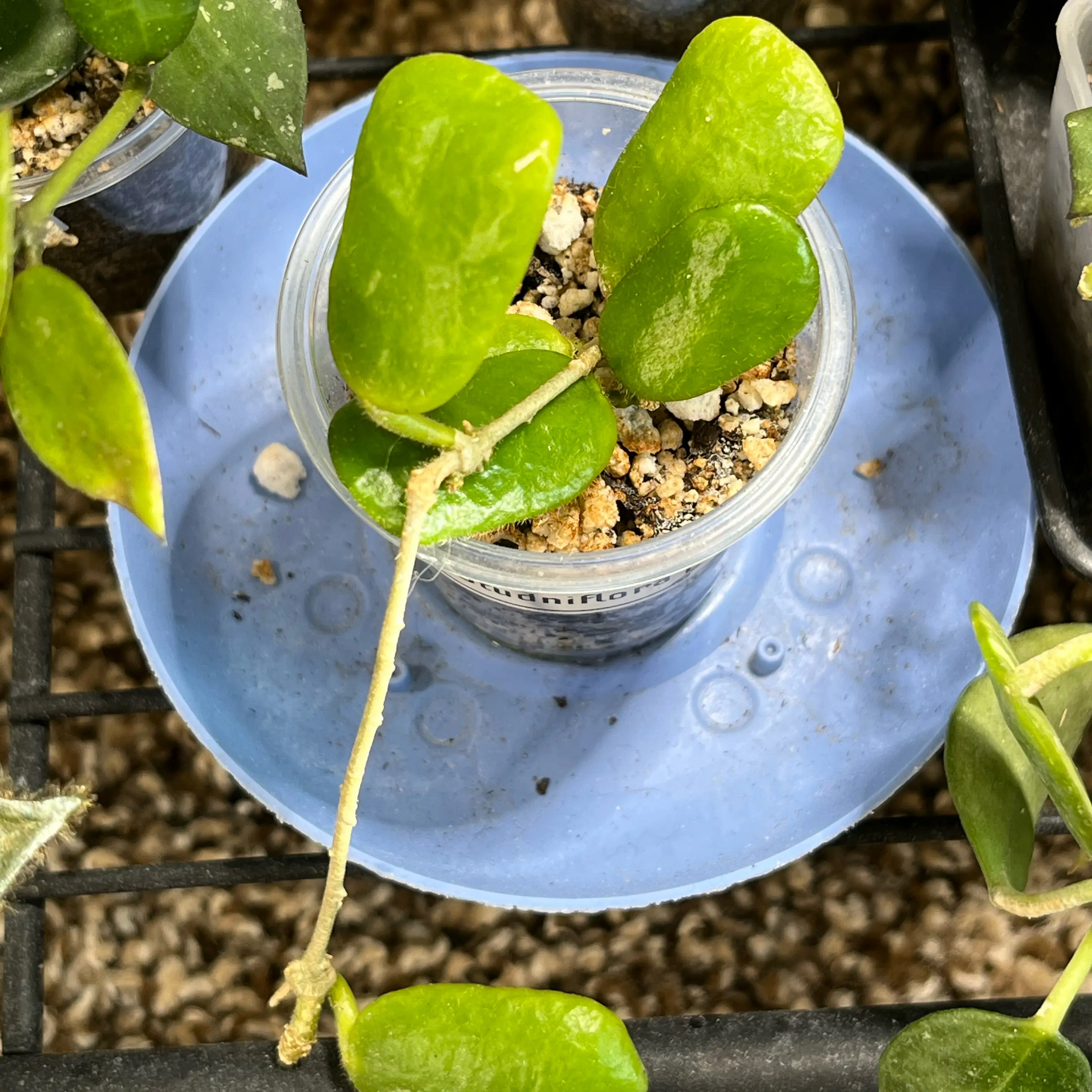 Photo of the plant species Hoya rotundiflora by @PrincessCami named Sol on Greg, the plant care app