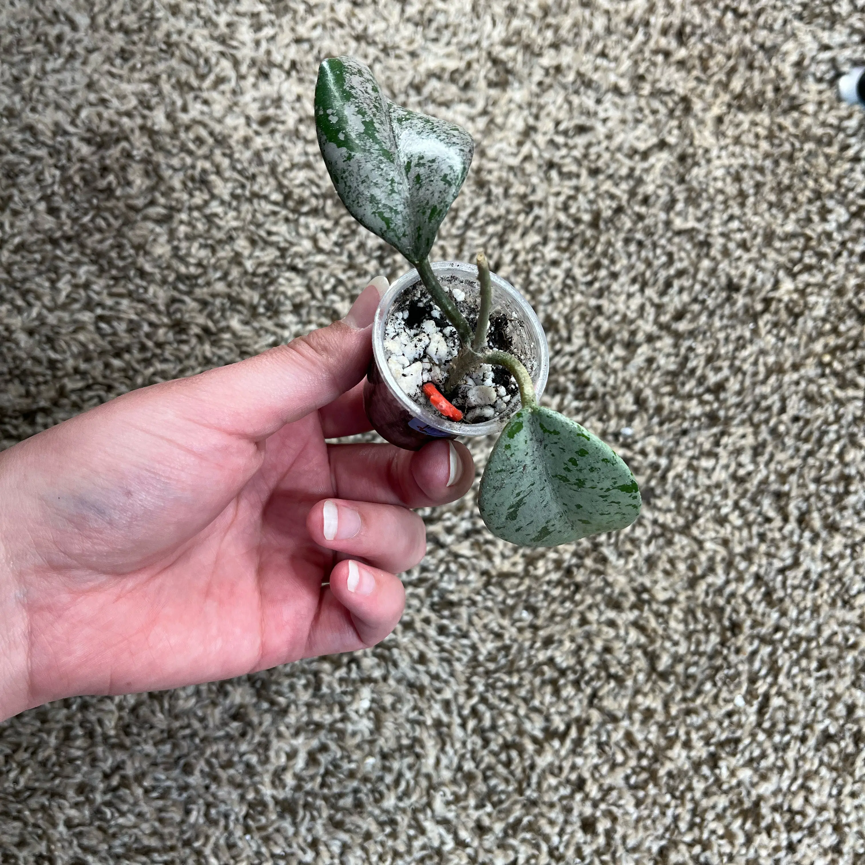 Photo of the plant species Hoya Carnosa 'Wilbur Graves' by @PrincessCami named Sir Plancelot on Greg, the plant care app
