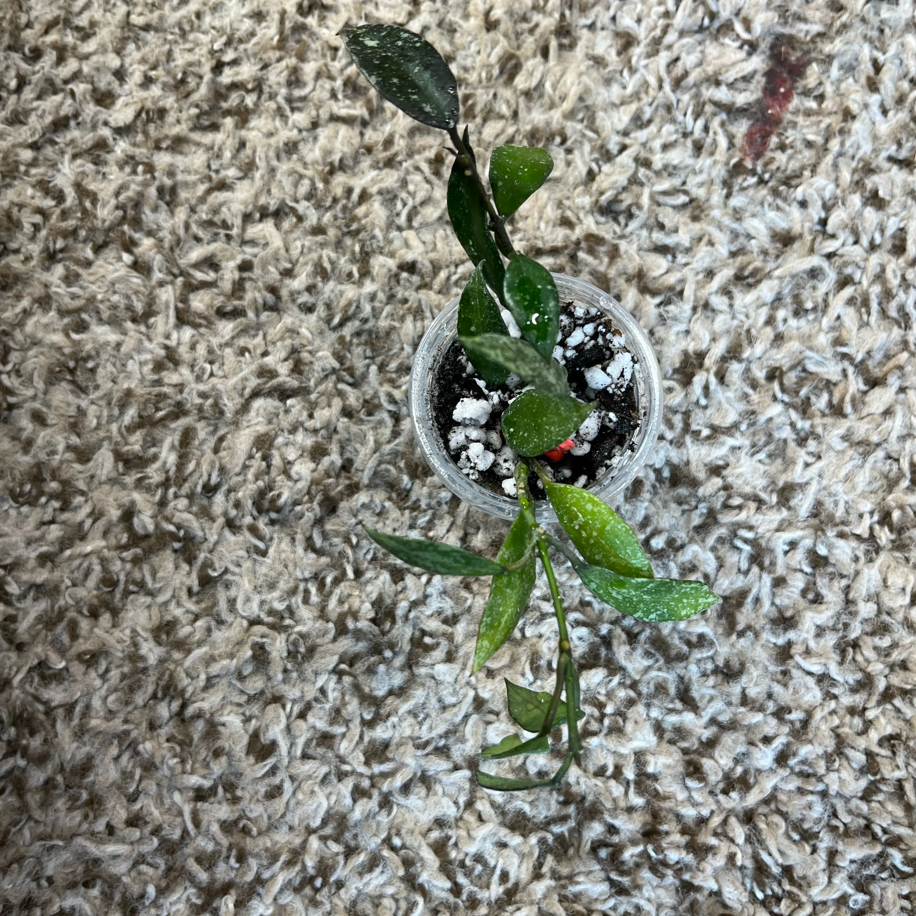 Photo of the plant species Hoya 'Royal Flush' by @PrincessCami named Sigmund on Greg, the plant care app