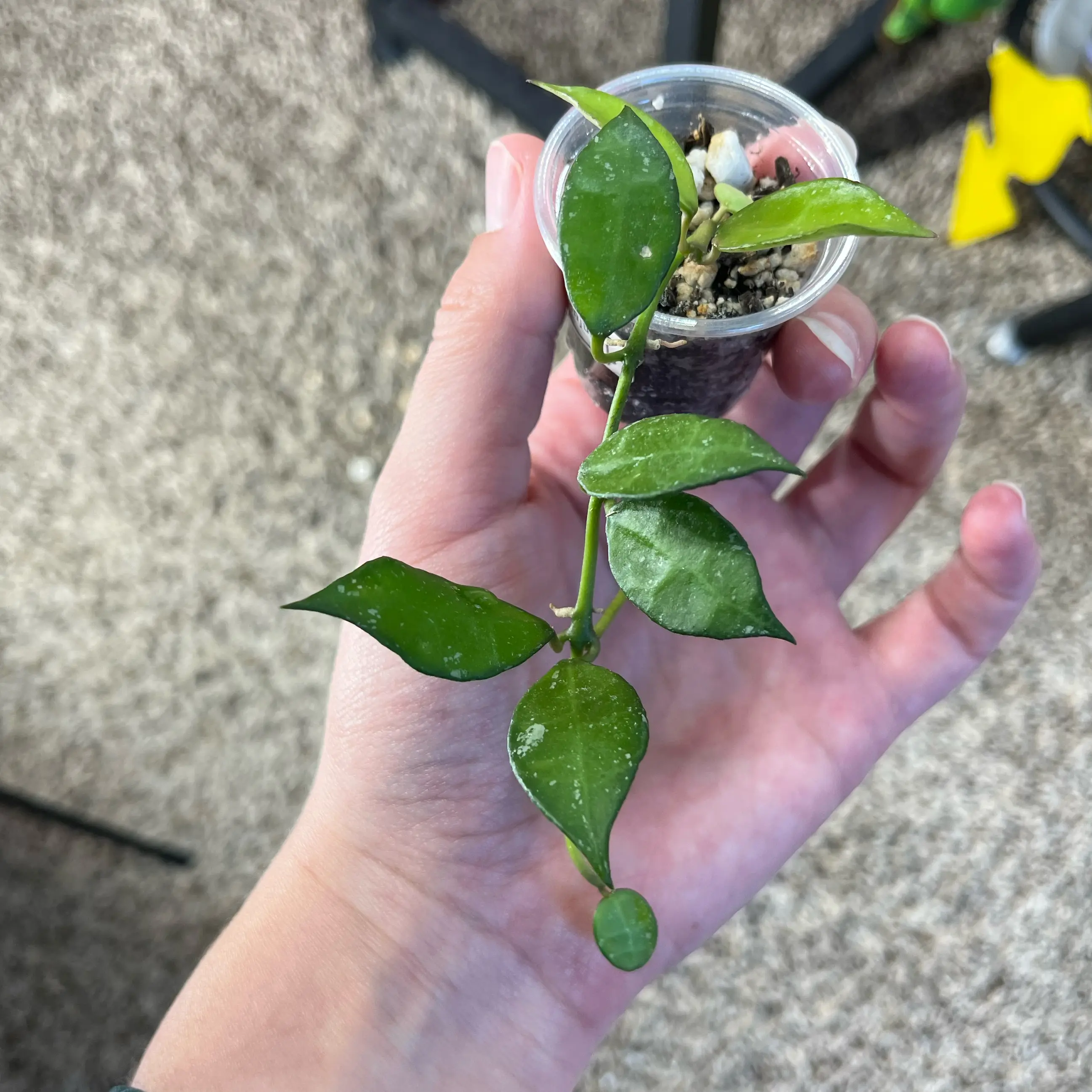 Photo of the plant species Hoya lacunosa 'Nganjuk' by @PrincessCami named Mando on Greg, the plant care app