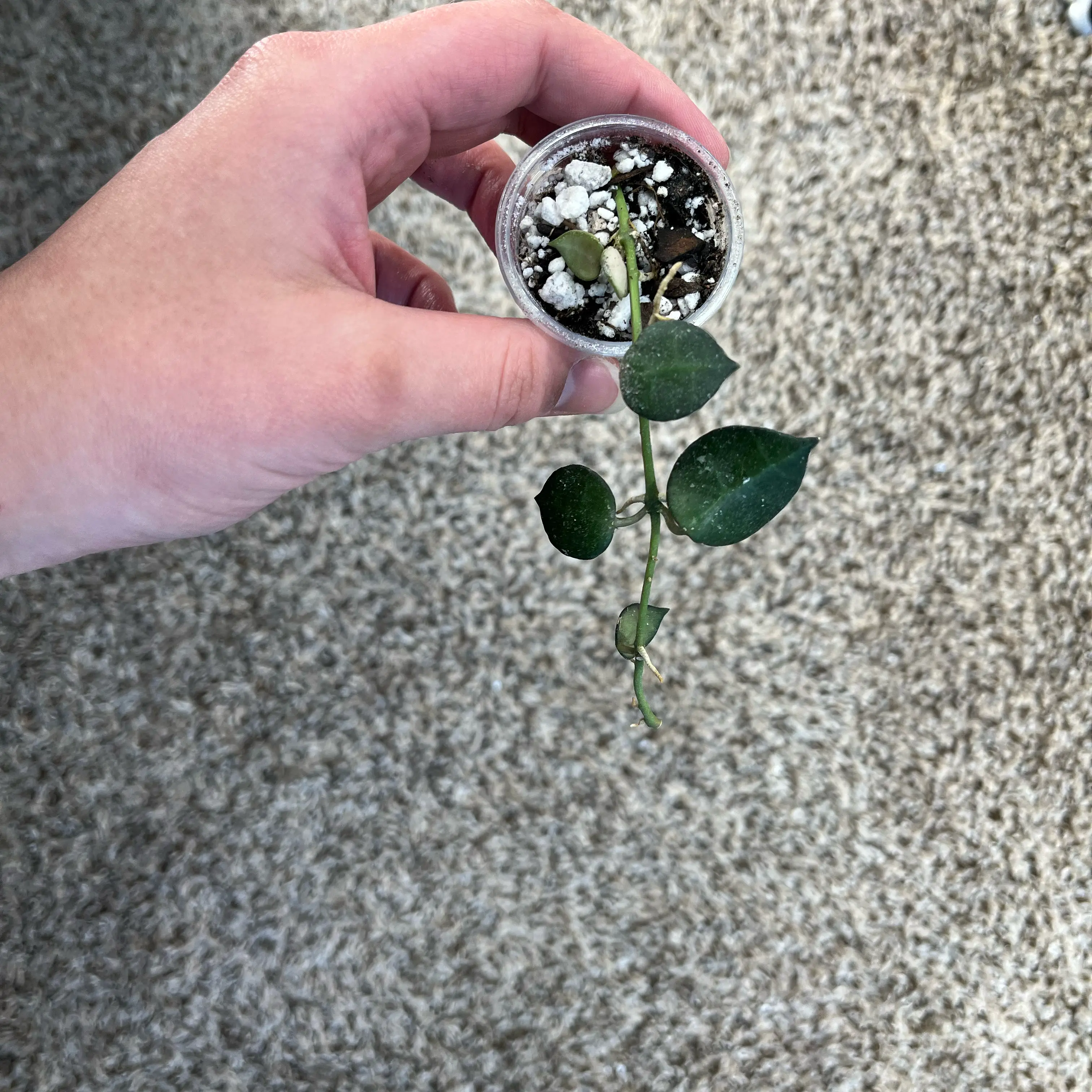 Photo of the plant species Hoya lacunosa x krohniana 'My Little Runaway' by @PrincessCami named Harper on Greg, the plant care app