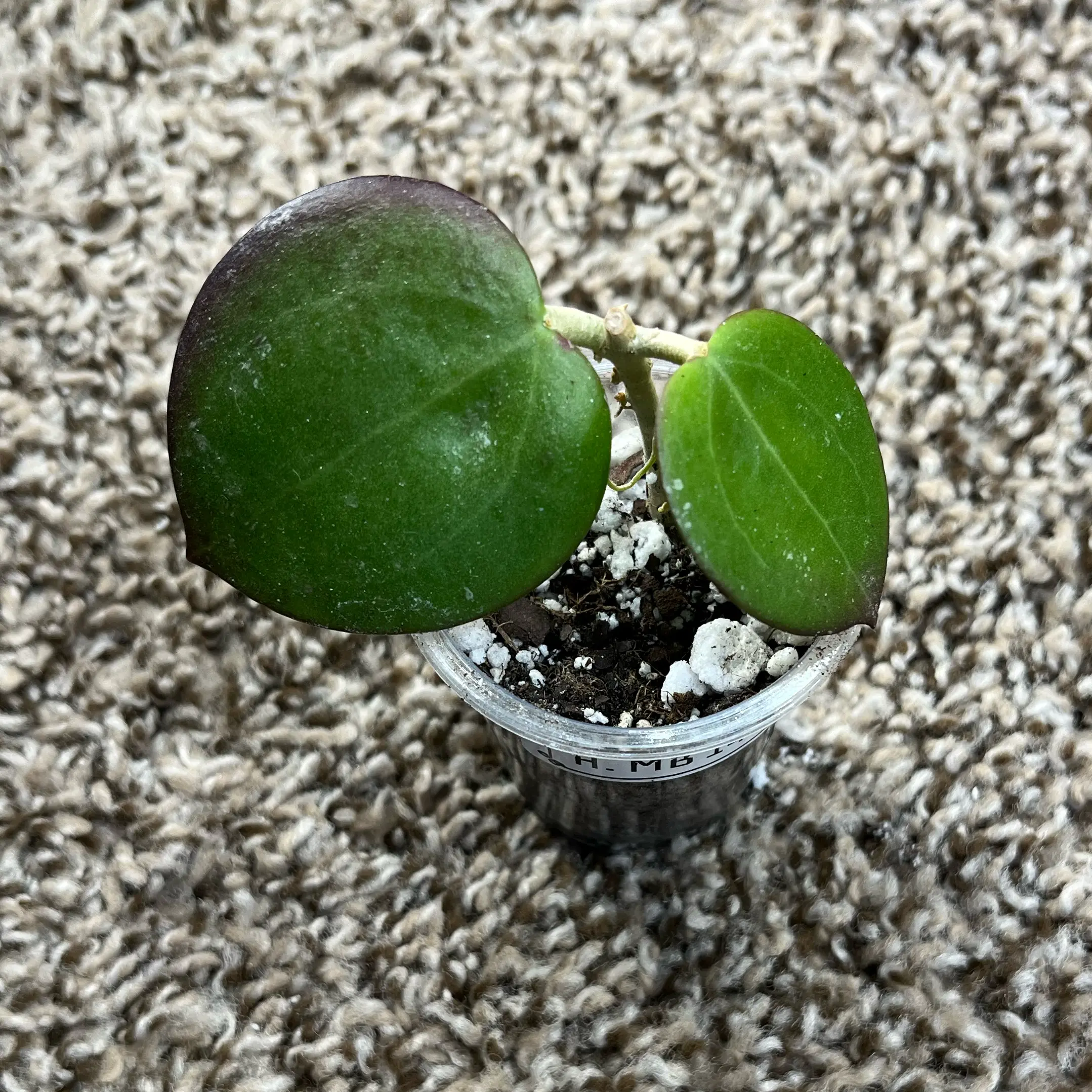 Photo of the plant species Hoya 'MB 1414' by @PrincessCami named Fernie Saunders on Greg, the plant care app