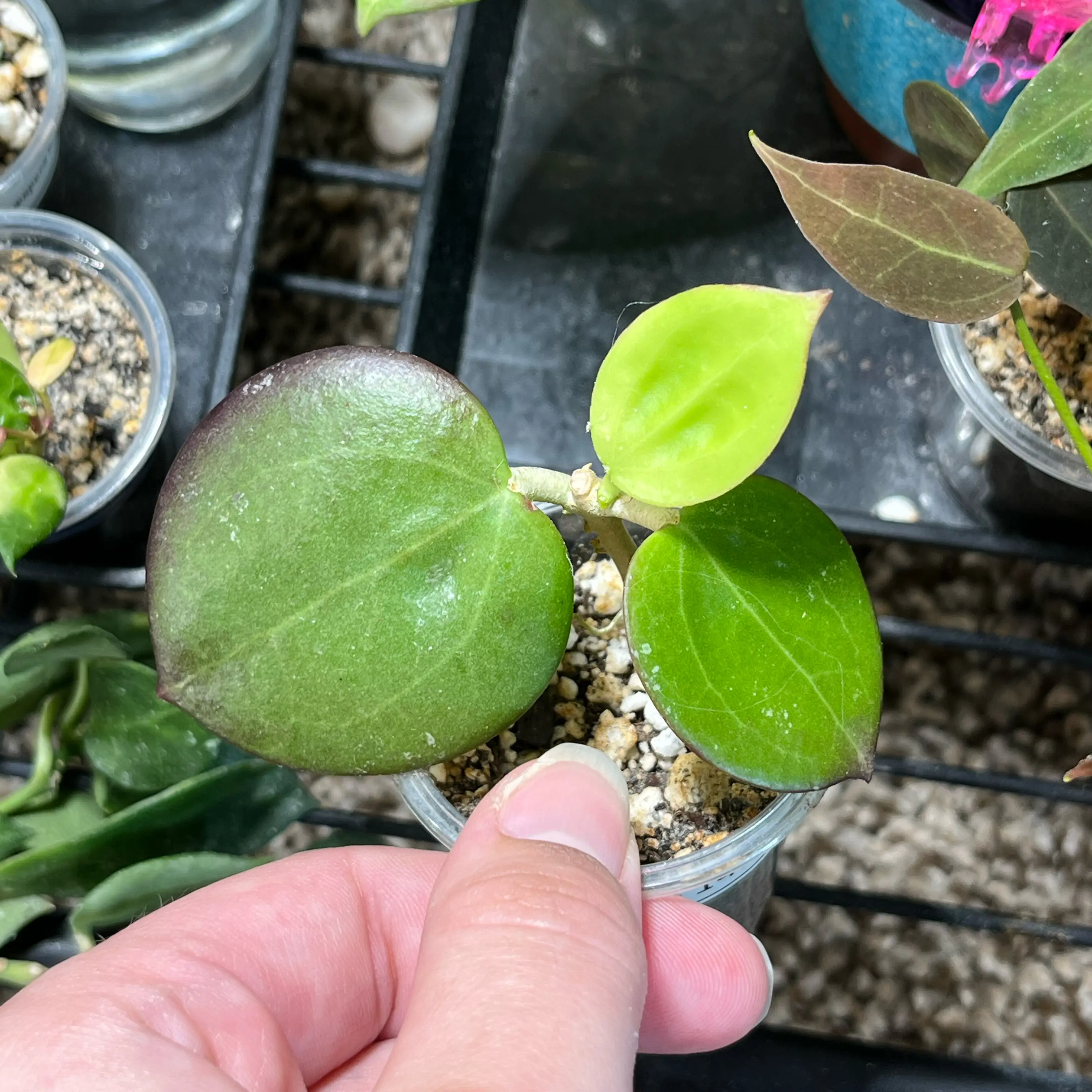 Photo of the plant species Hoya 'MB 1414' by @PrincessCami named Fernie Saunders on Greg, the plant care app