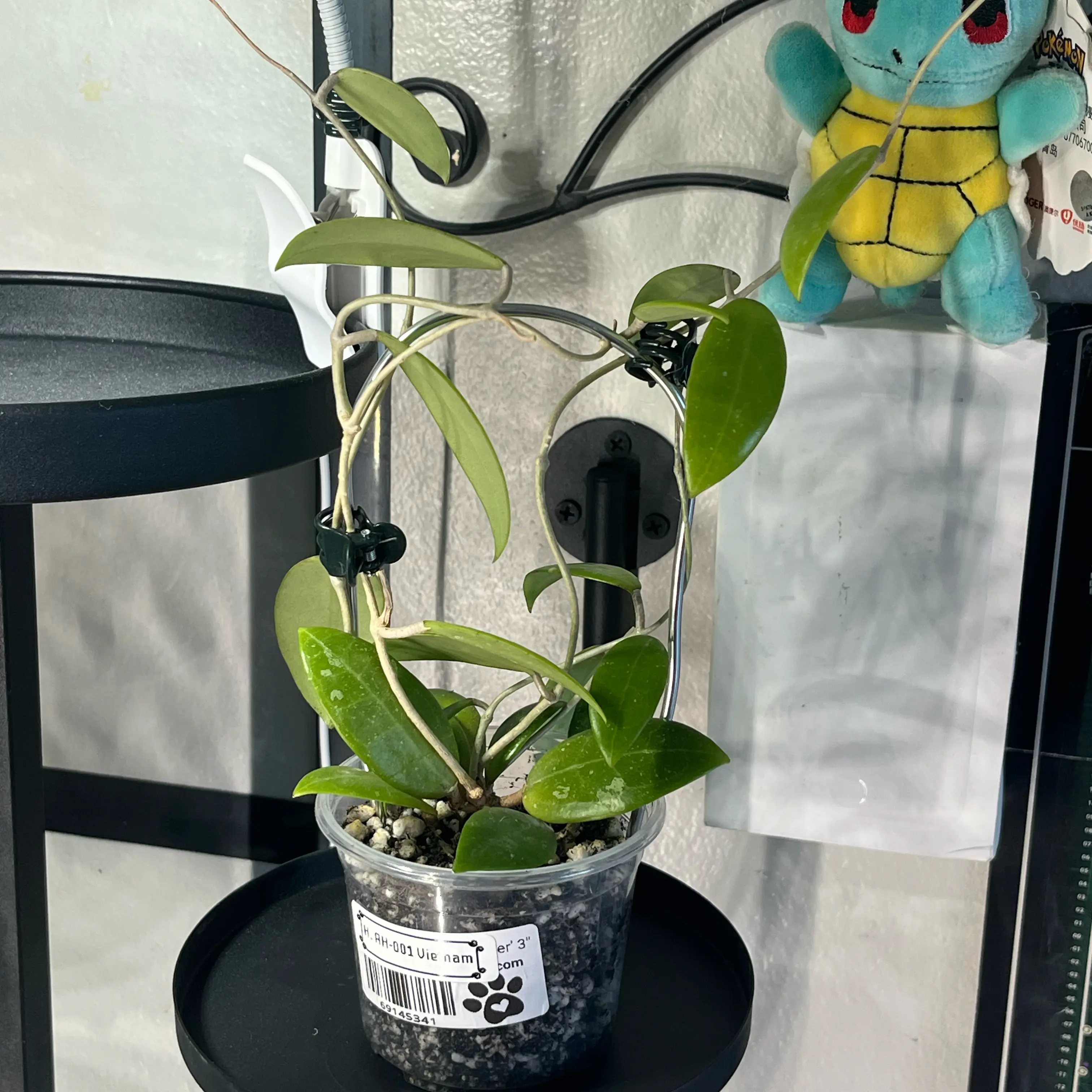 Photo of the plant species Flecked-Leaf Hoya by @PrincessCami named Robert Plant on Greg, the plant care app