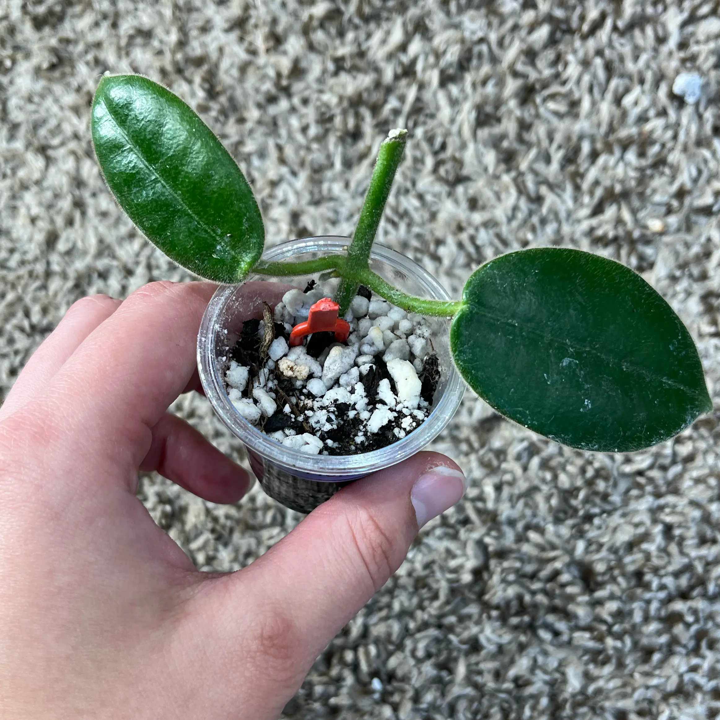 Photo of the plant species Hoya monetteae by @PrincessCami named Tolkien on Greg, the plant care app