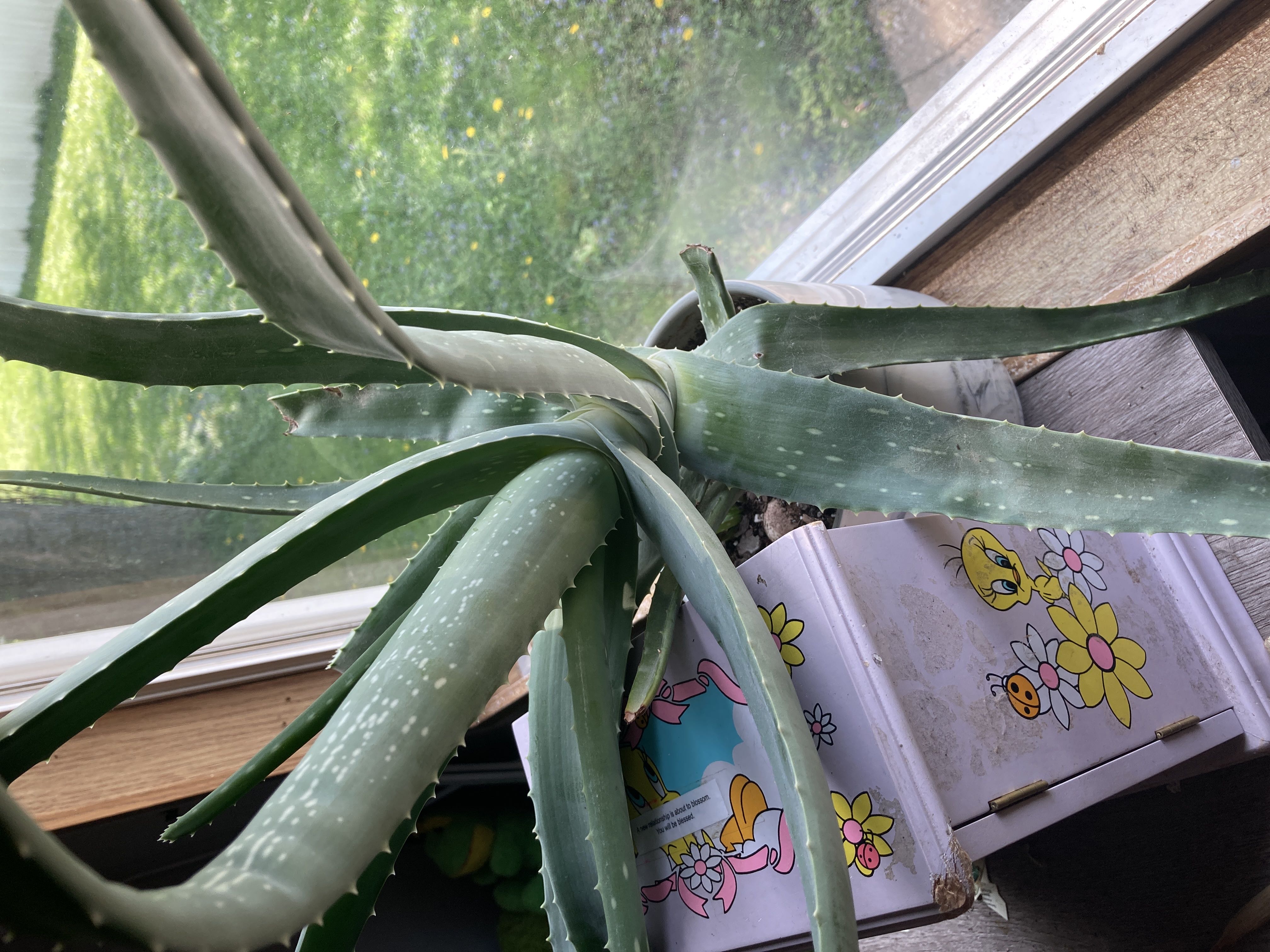 Photo from the post