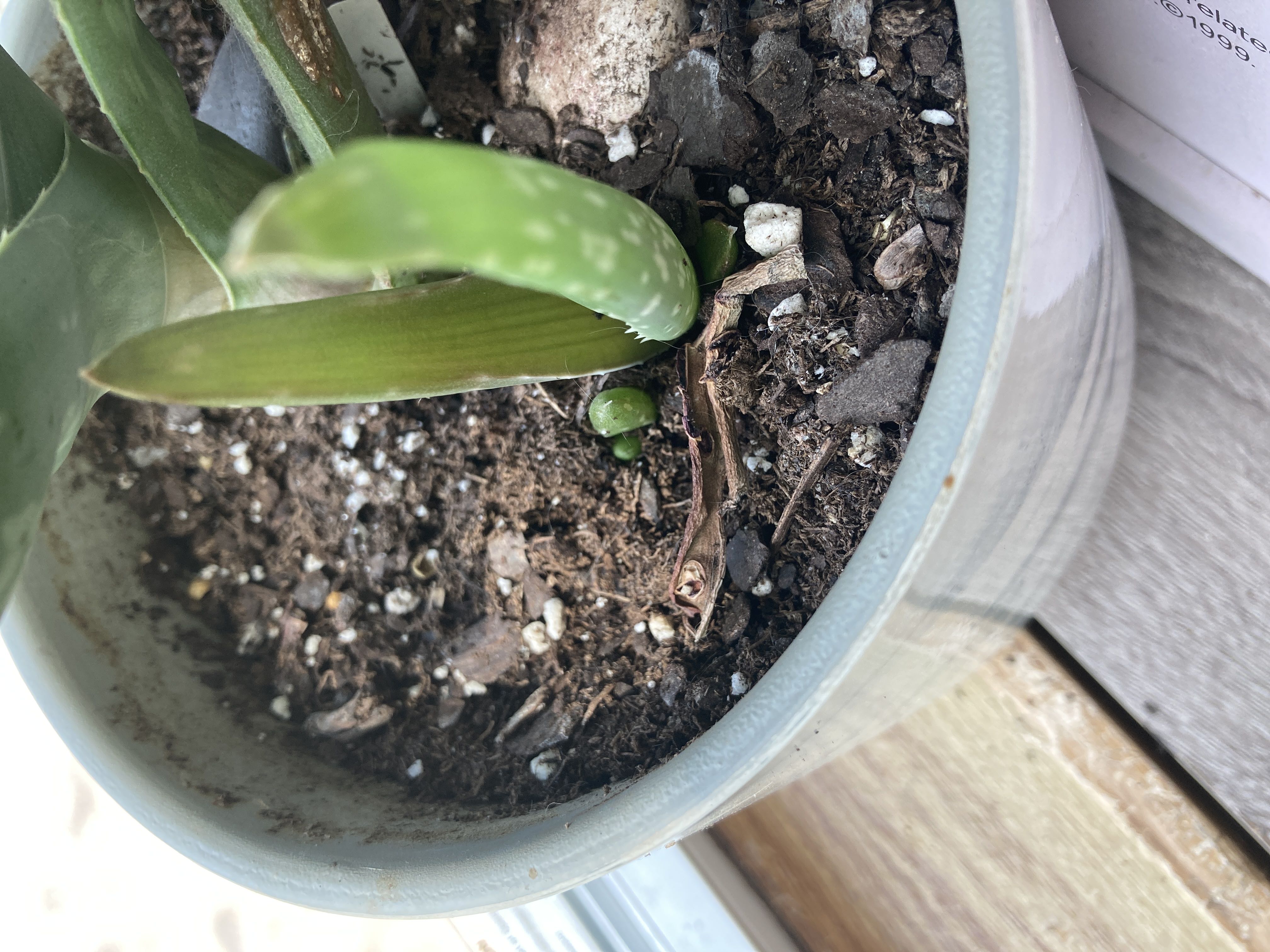 Photo from the post