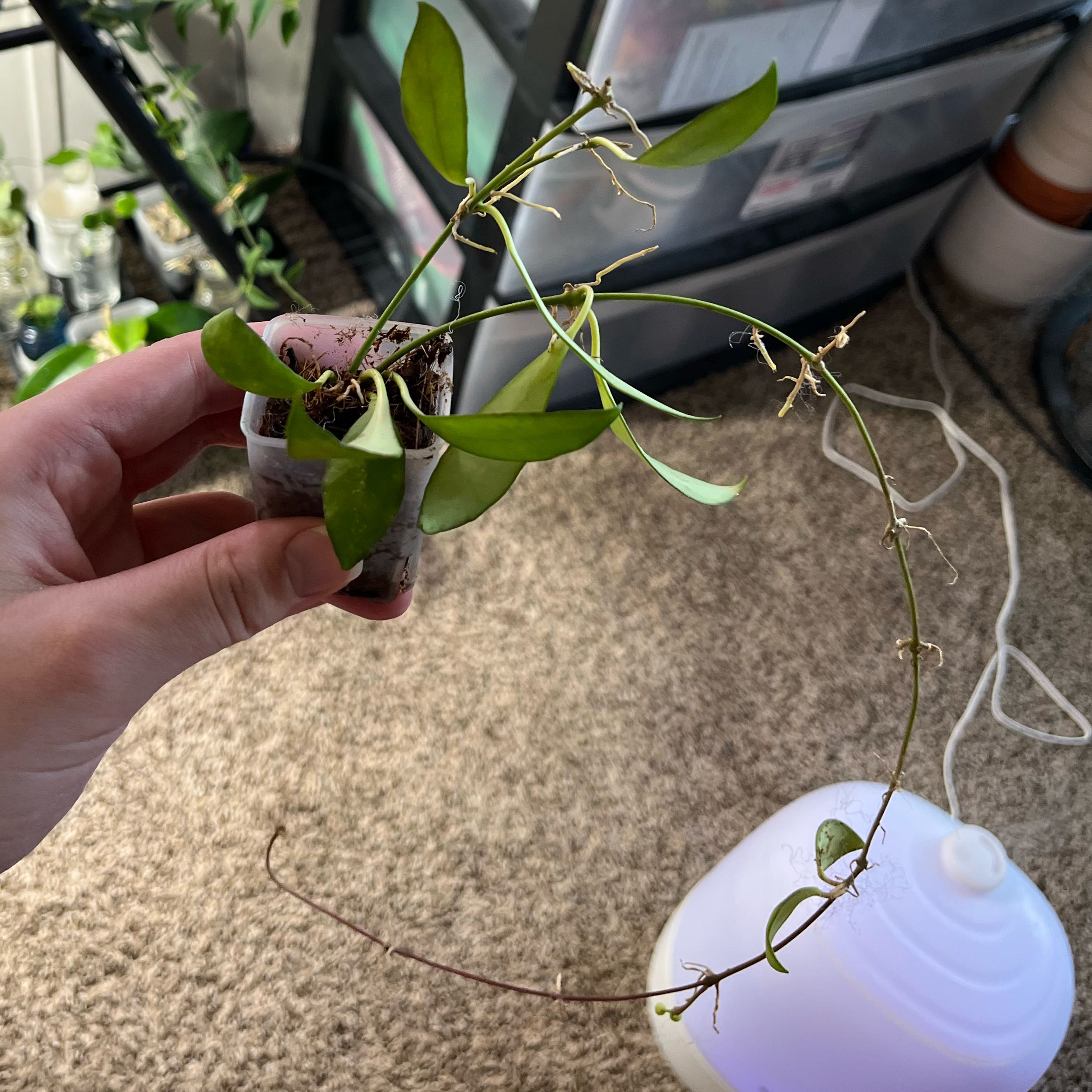Photo of the plant species Hoya Noona by @PrincessCami named Peter Parker on Greg, the plant care app