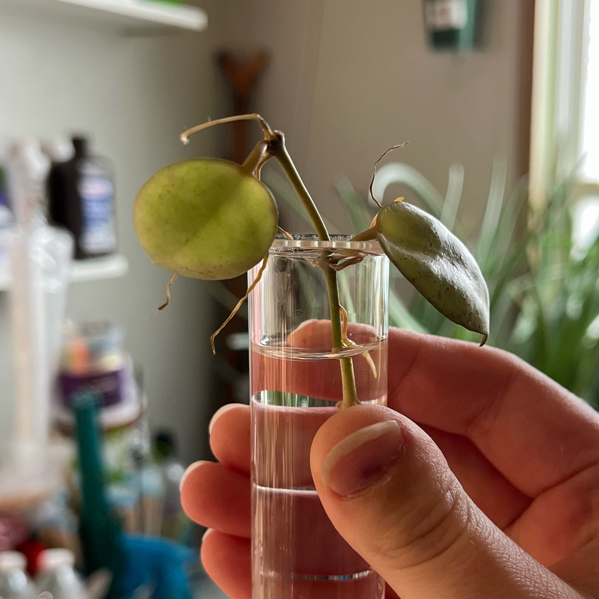 Photo of the plant species Hoya lacunosa 'Silver Mint Coin’ by @PrincessCami named Darwin on Greg, the plant care app