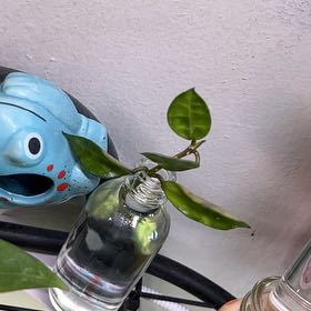 Photo of the plant species Hoya lacunosa 'Amarillo' by @PrincessCami named Peashooter on Greg, the plant care app