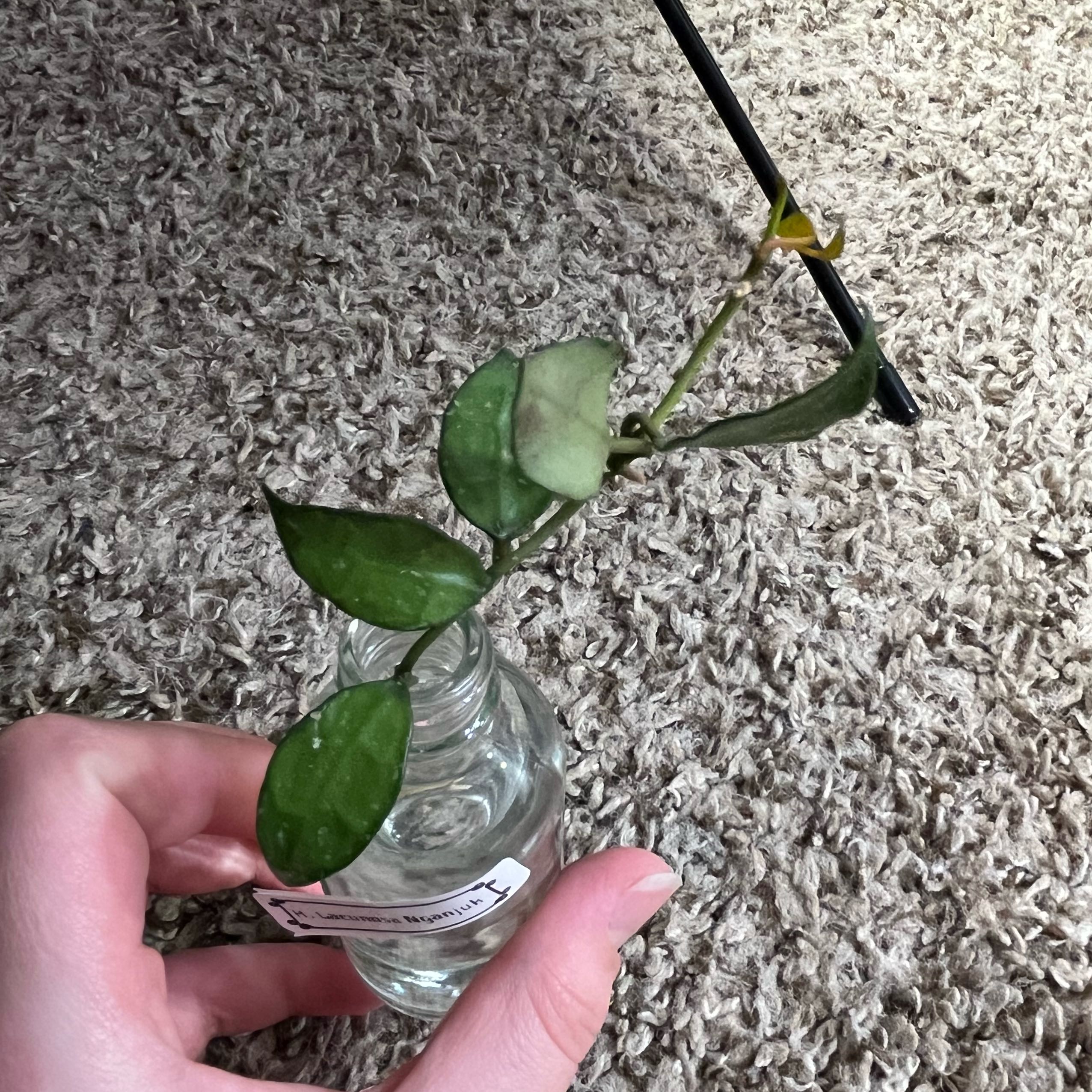 Photo of the plant species Hoya lacunosa 'Nganjuk' by @PrincessCami named Mando on Greg, the plant care app