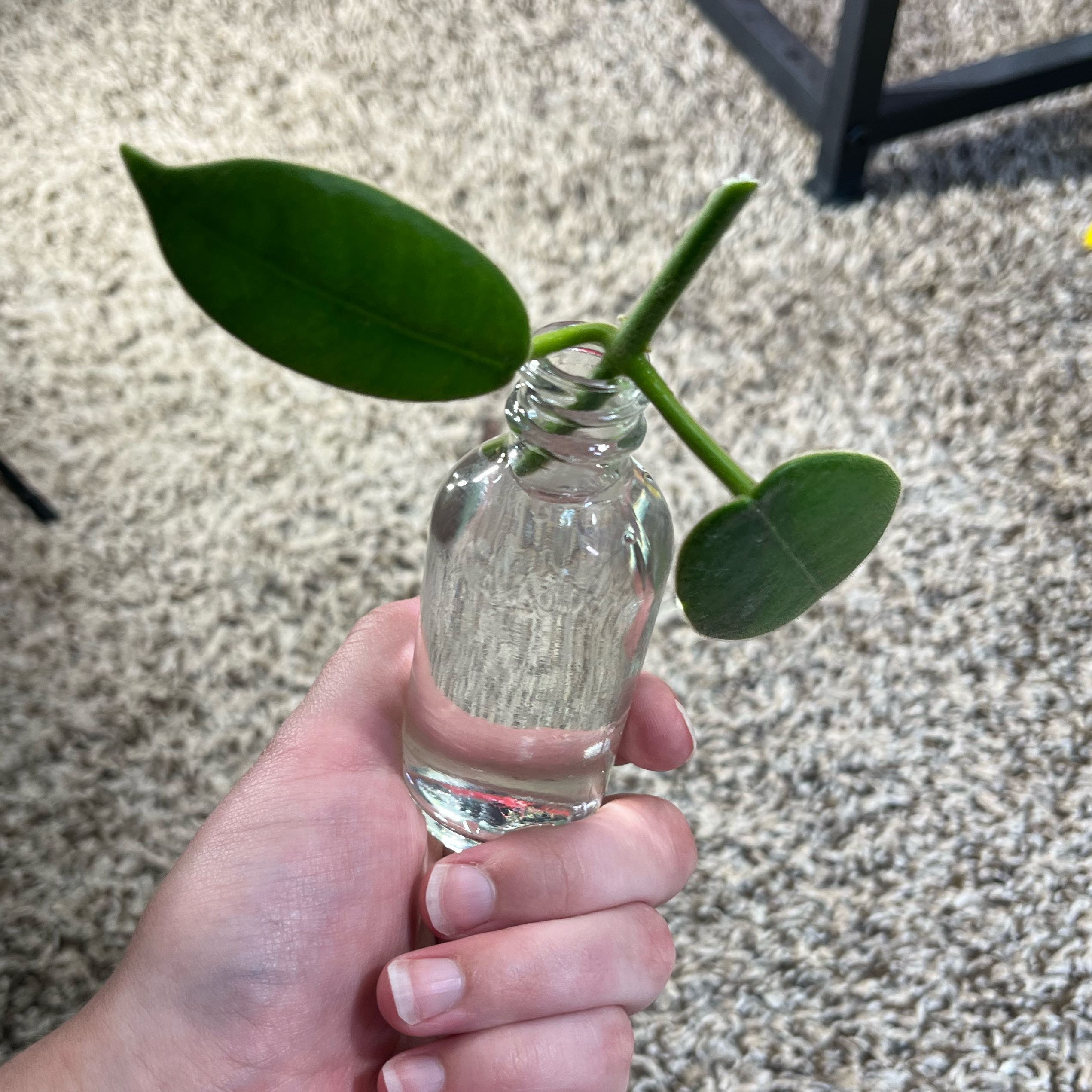 Photo of the plant species Hoya monetteae by @PrincessCami named Tolkien on Greg, the plant care app