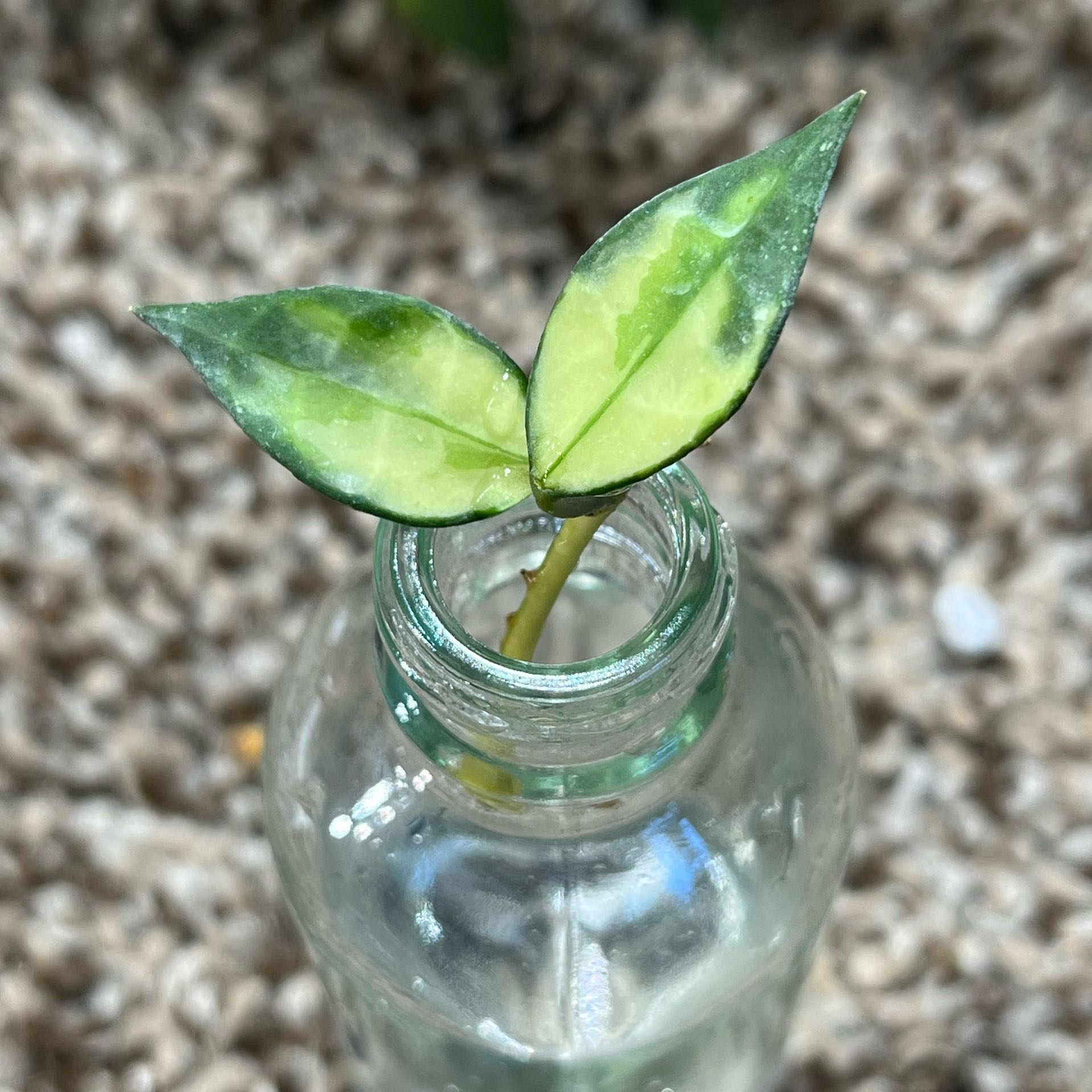 Photo of the plant species Hoya lacunosa by @PrincessCami named Aristotle on Greg, the plant care app