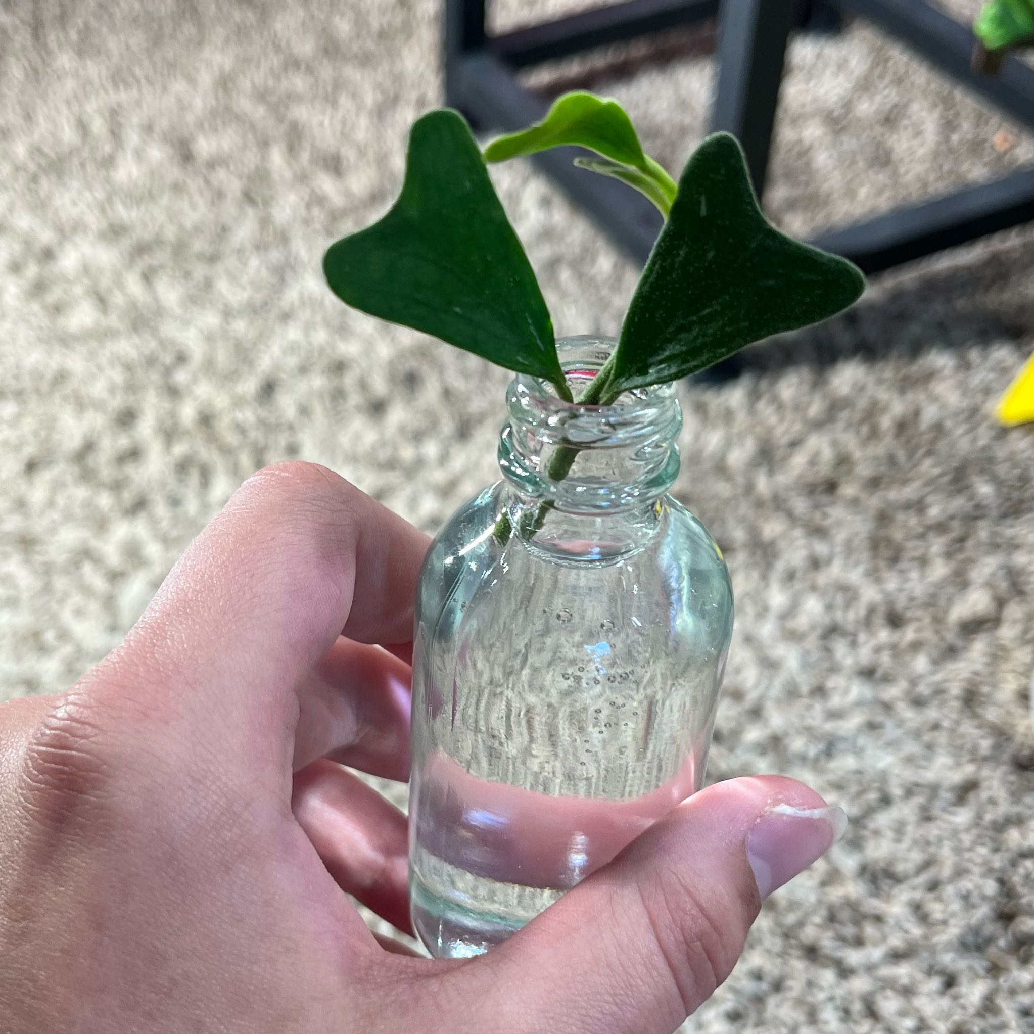 Photo of the plant species Hoya Manipurensis by @PrincessCami named Remington on Greg, the plant care app