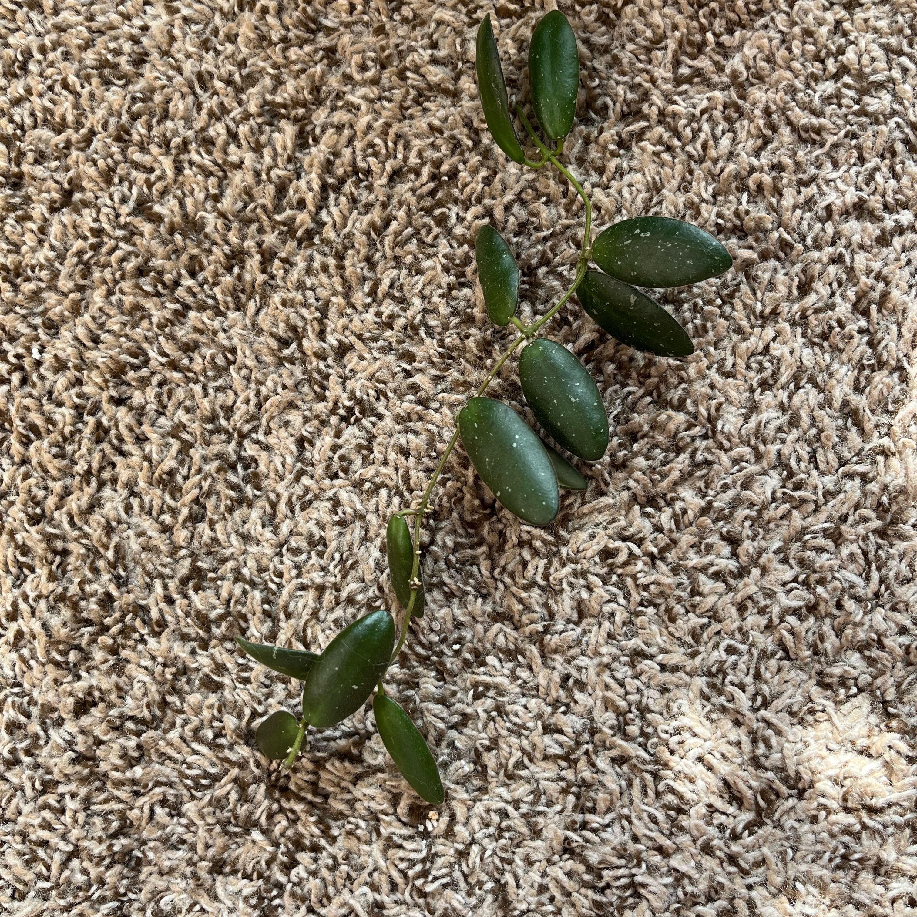 Photo of the plant species Hoya GPS 7240 by @PrincessCami named Grapes on Greg, the plant care app