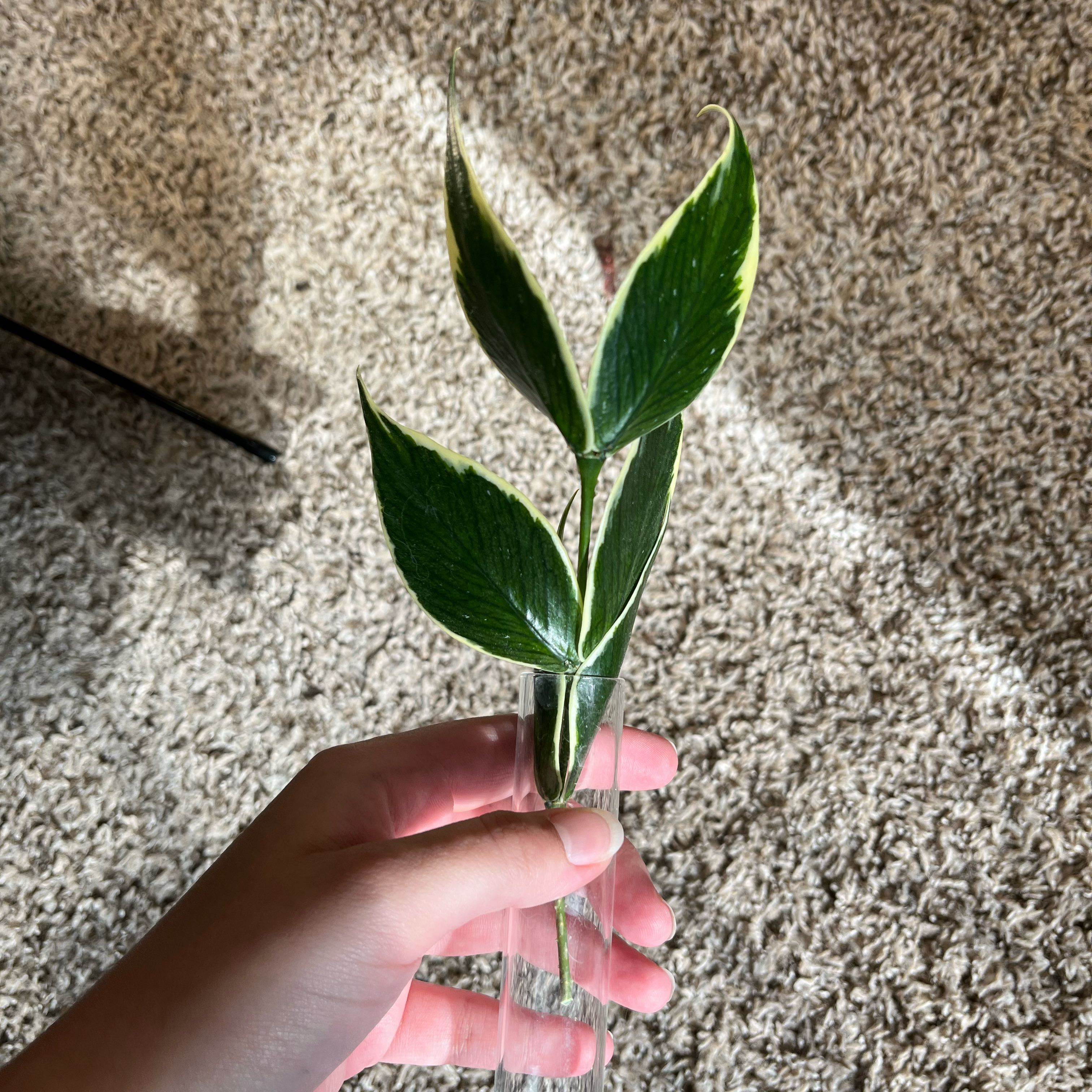 Photo of the plant species Hoya Poly Albo by @PrincessCami named Tuna on Greg, the plant care app