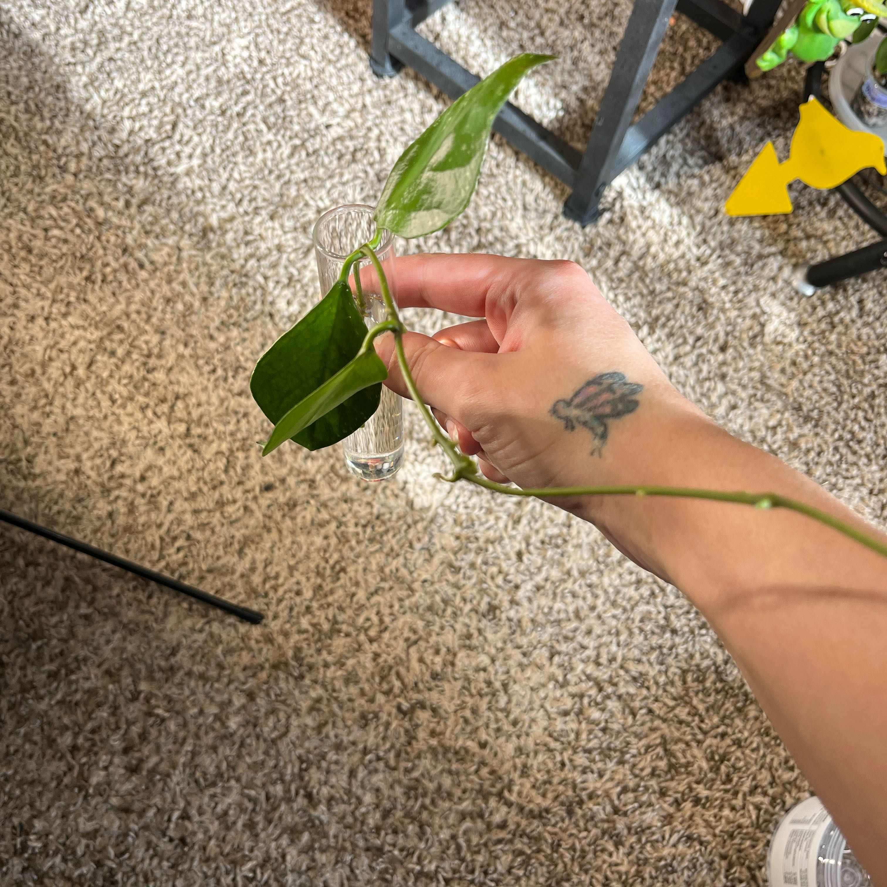 Photo of the plant species IR-26 by @PrincessCami named Astora on Greg, the plant care app