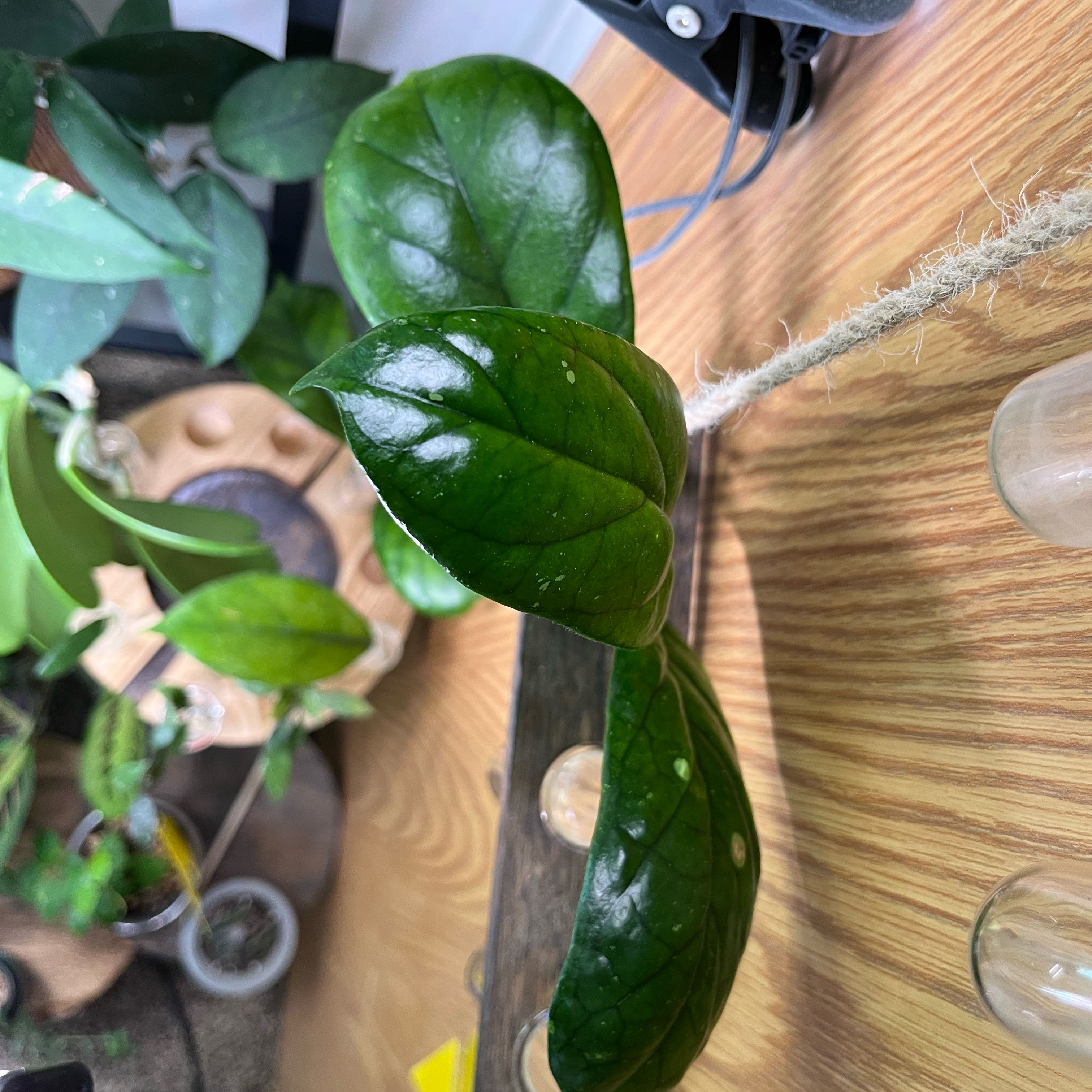Photo of the plant species Hoya Viola by @PrincessCami named Gomez on Greg, the plant care app
