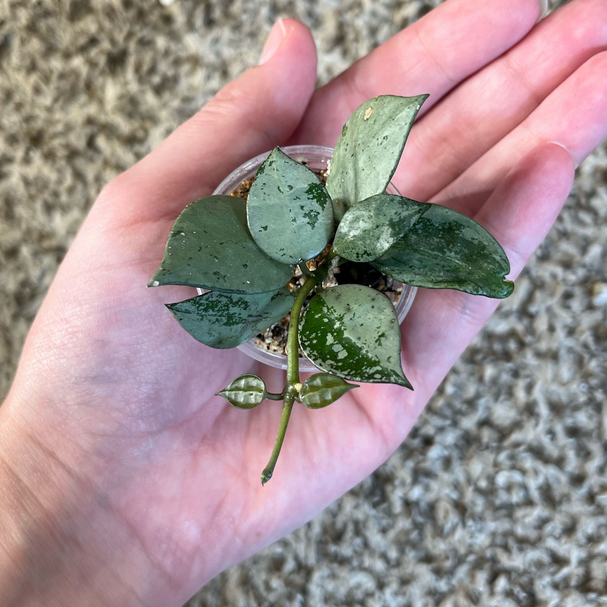 Photo of the plant species Super Silver Hoyaa Krohniana by @PrincessCami named Forrest on Greg, the plant care app