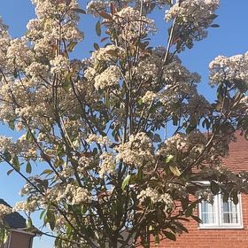 Photo of the plant species Red Tip Photinia by @AthleteJubaea86 named Gobi on Greg, the plant care app