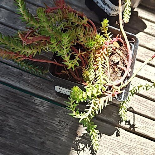 Photo of the plant species Sedum 'Red Wiggle' by @DoyenneAnahaw36 named Luna on Greg, the plant care app