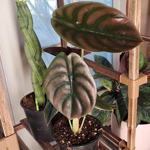 Photo of the plant species Alocasia Red Secret Variegated by @SpotonThaibasil named Lola on Greg, the plant care app