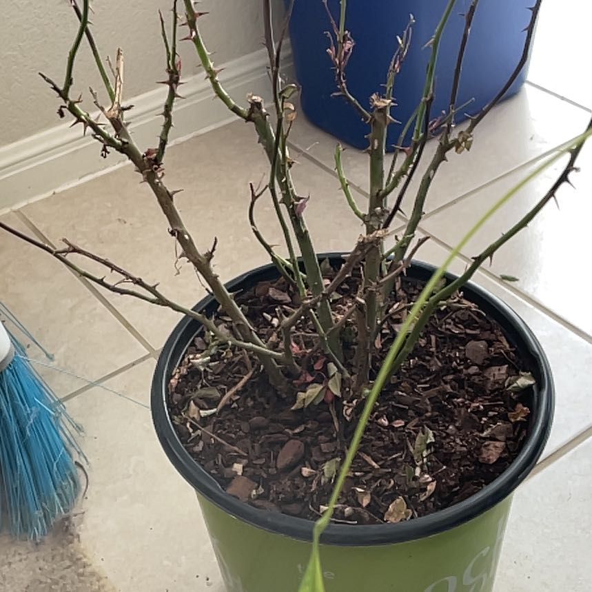Photo of the plant species Roses by @GemSchneckoak88 named Kobe on Greg, the plant care app