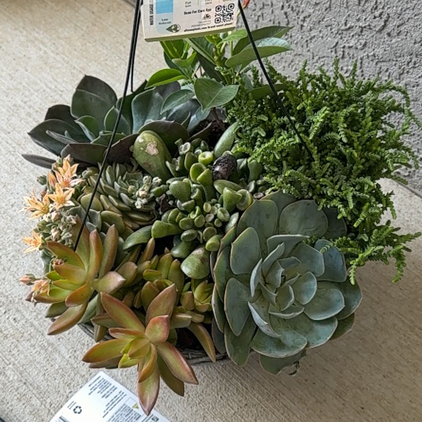 Photo of the plant species Gregory by @FitHoupara36 named Sage on Greg, the plant care app