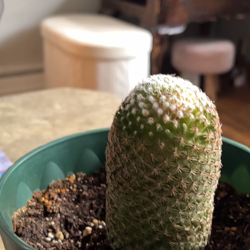 Photo of the plant species Coryphantha erecta by @LovelySagebush named Duke on Greg, the plant care app