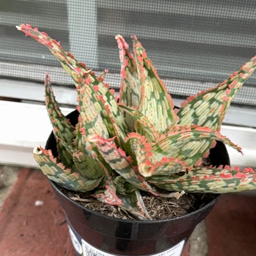 Photo of the plant species Aloe 'Mauna Kea' by @alizabethgrayce named MK on Greg, the plant care app