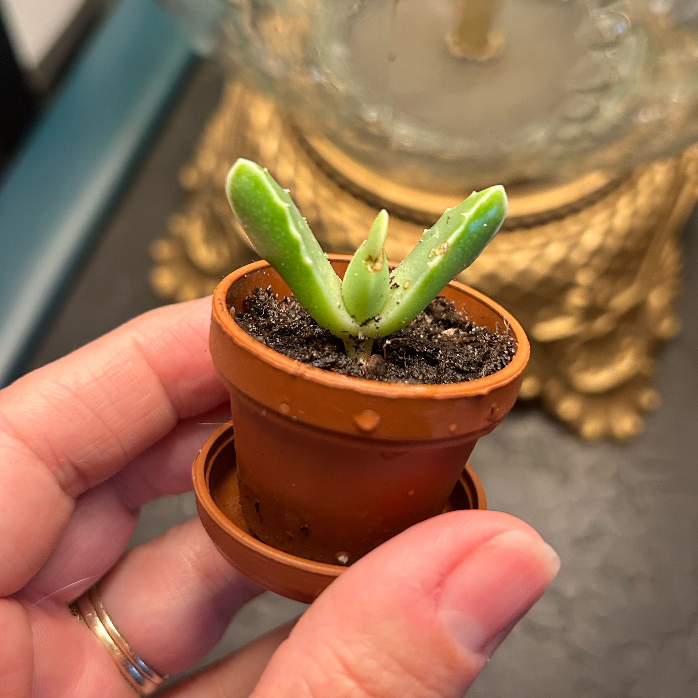 Photo of the plant species Variegated Haworthia retusa by @FinestGollum12 named Sucky on Greg, the plant care app