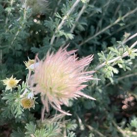 Photo of the plant species Old Man's Whiskers by @DiscreteCorncob named Leaf Erickson on Greg, the plant care app
