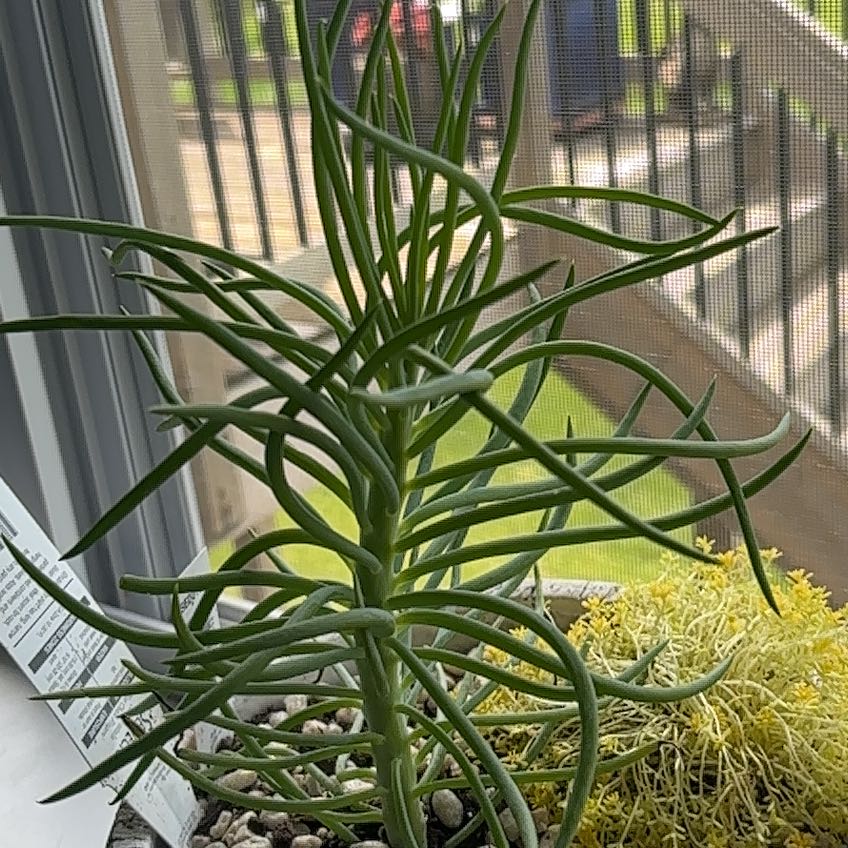 Photo of the plant species blue chalk stick or blue chalk fingers by @GemLuronium77 named Gerald on Greg, the plant care app