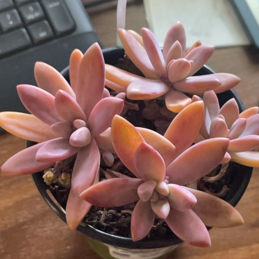 Photo of the plant species Graptoveria 'Blue Pearl' by @SubstantRhubarb named Fernie Mercury on Greg, the plant care app