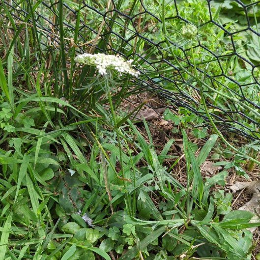 Photo of the plant species Garden Valerian by @StarCooperi86 named Delilah on Greg, the plant care app