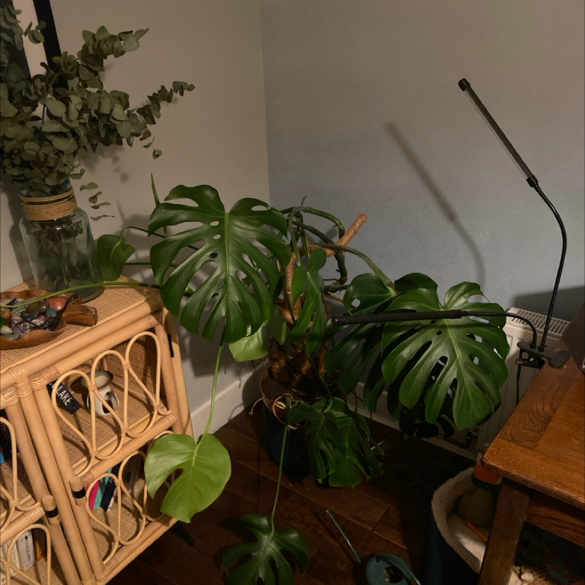 Monstera plant photo by @Abiander995 named Monster on Greg, the plant care app.