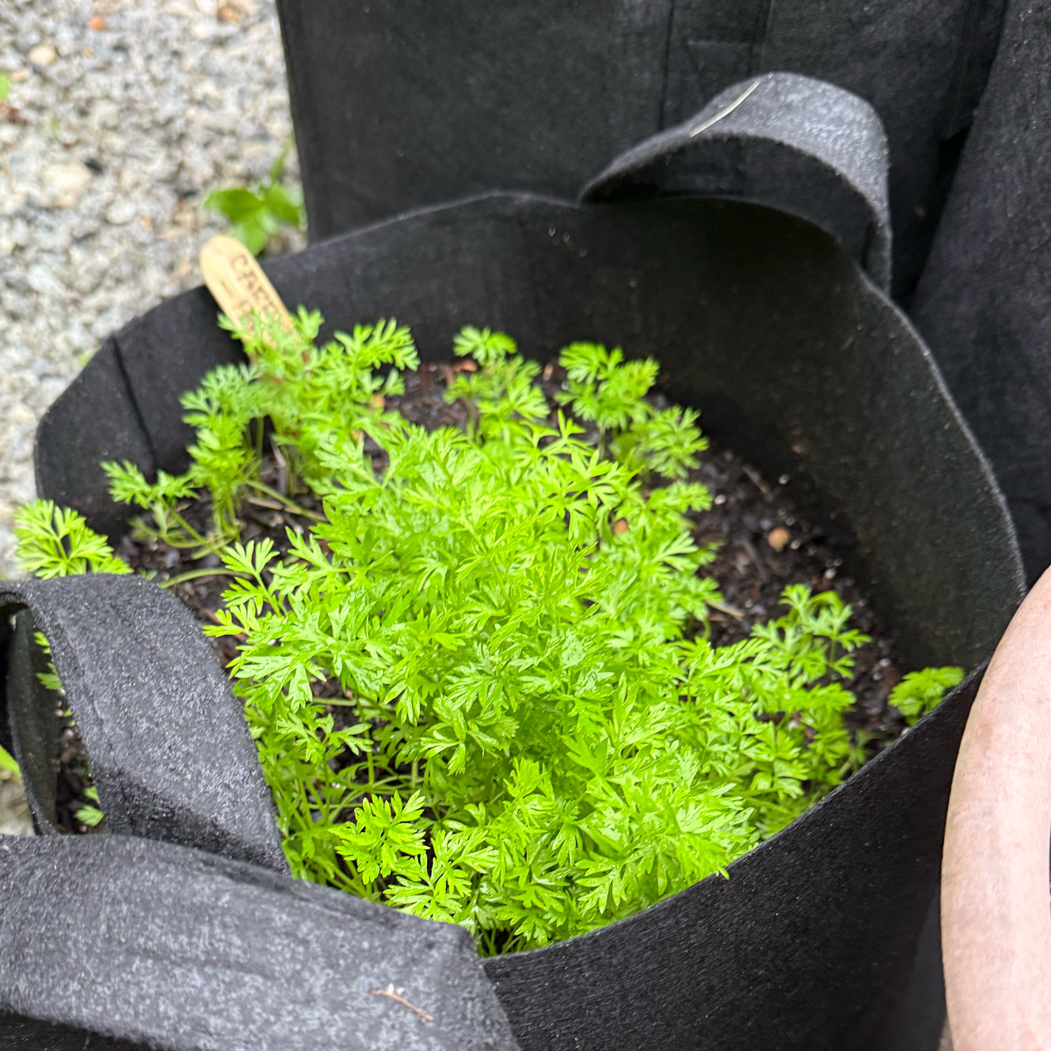 Photo of the plant species Carrot by @SassyRedfir79 named Parisian 1 on Greg, the plant care app
