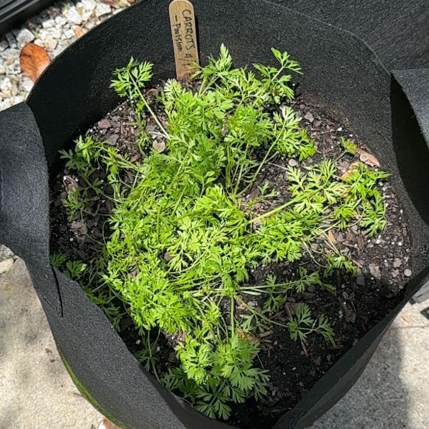Photo of the plant species Carrot by @SassyRedfir79 named Parisian 2 on Greg, the plant care app