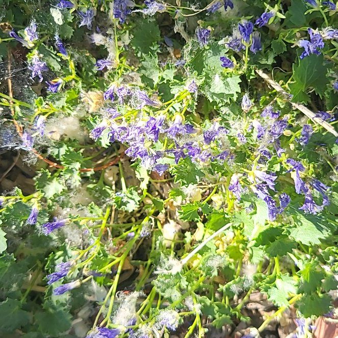 Photo of the plant species Blue Tansy by @EmpoweredFord12 named Baesil on Greg, the plant care app