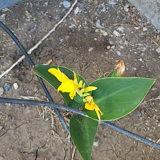 Photo of the plant species Glacier Lily by @EmpoweredFord12 named Sahara on Greg, the plant care app