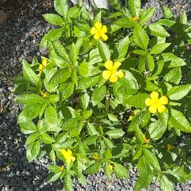 Photo of the plant species Ramgoat Dashalong by @VastBarley87 named Daphne Turnera ulmifolia on Greg, the plant care app