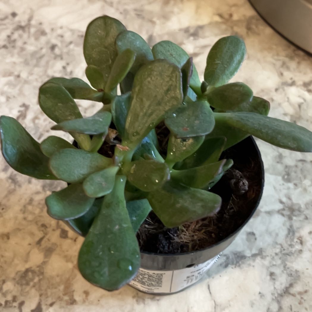 Photo of the plant species Carnival Variegata Jade by @PunchyKanono91 named Achilles on Greg, the plant care app