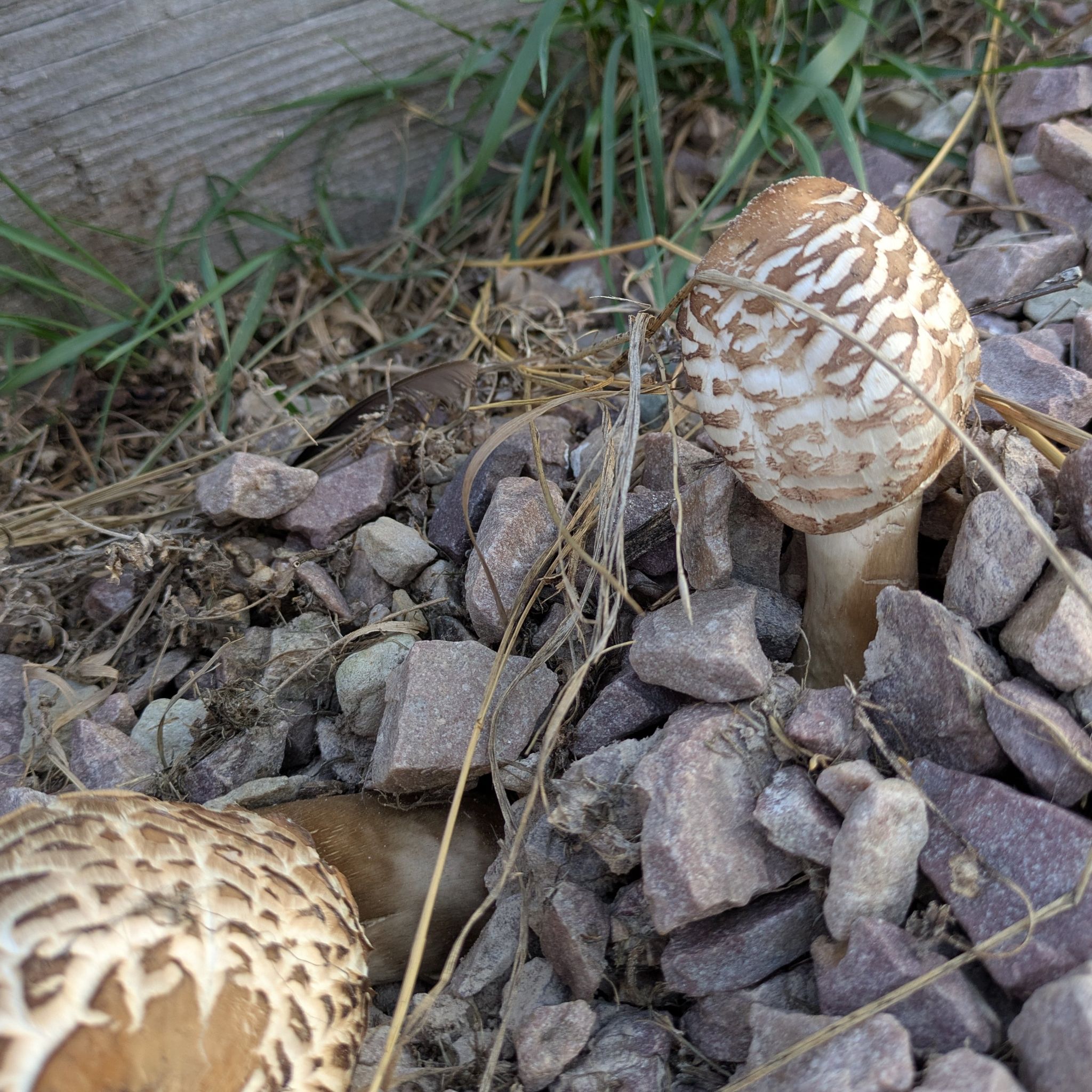 Photo of the plant species Mini Dunce Cap by @HonestMarestail named Harper on Greg, the plant care app