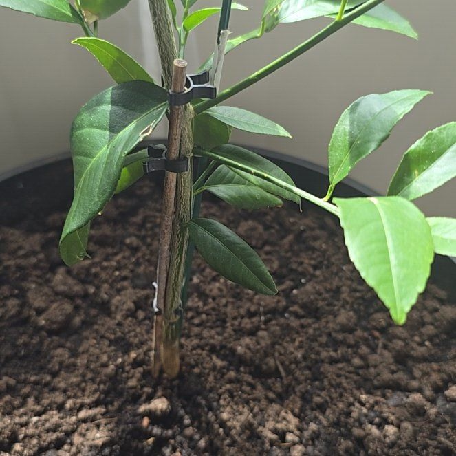 Photo of the plant species Meyer Lemon Tree by @VirtuousBeans29 named Queen on Greg, the plant care app